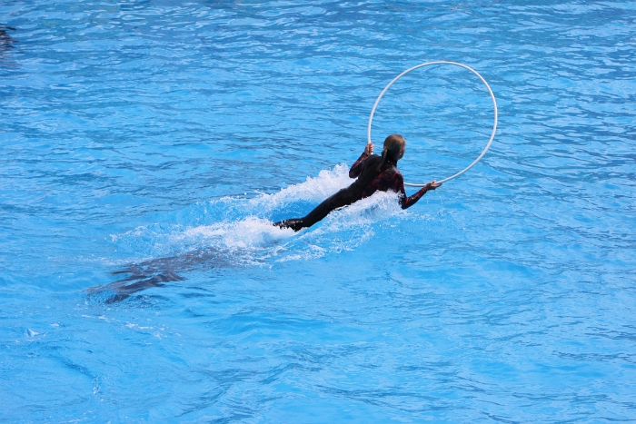 Marineland - Dauphins - 048